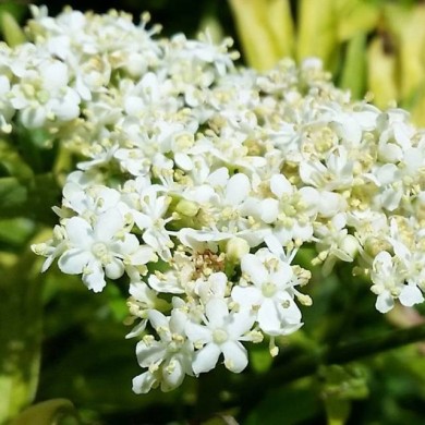 Sambucus nigra Golden Tower 'Jdeboer001' (Globe Planter)