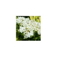 Sambucus nigra Golden Tower 'Jdeboer001' (Globe Planter)