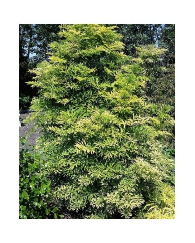 Sambucus nigra Golden Tower 'Jdeboer001' (Globe Planter)