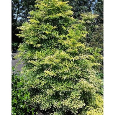 Sambucus nigra Golden Tower 'Jdeboer001' (Globe Planter)