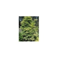Sambucus nigra Golden Tower 'Jdeboer001' (Globe Planter)