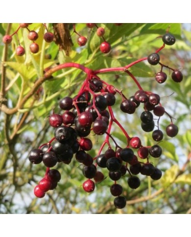 Baies de sureau noir (sambucus nigra) - Andreas Rockstein/flickr.com