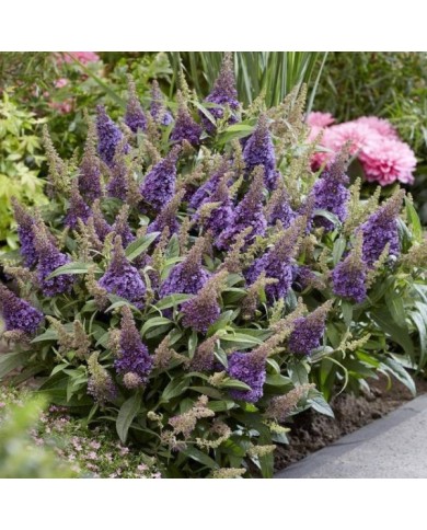 Arbre aux papillons Little Lila 'BotEx004' - Buddleja davidii (Globe Planter)