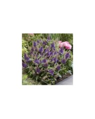 Arbre aux papillons Little Lila 'BotEx004' - Buddleja davidii (Globe Planter)