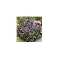 Arbre aux papillons Little Lila 'BotEx004' - Buddleja davidii (Globe Planter)