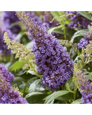 Arbre aux papillons Little Lila 'BotEx004' - Buddleja davidii (Globe Planter)
