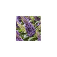 Arbre aux papillons Little Lila 'BotEx004' - Buddleja davidii (Globe Planter)