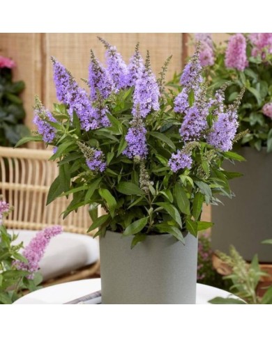 Arbre aux papillons Little Lila 'BotEx004' - Buddleja davidii (Globe Planter)