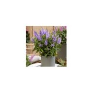 Arbre aux papillons Little Lila 'BotEx004' - Buddleja davidii (Globe Planter)