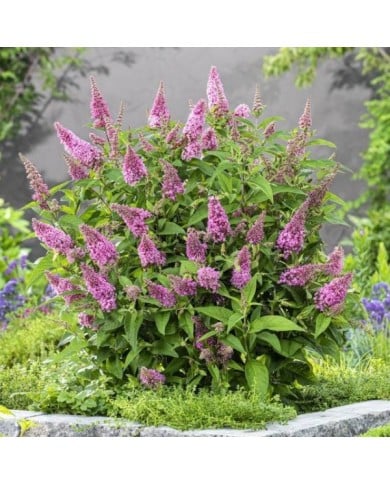 Arbre aux papillons Little Pink (Buddleja davidii) (Globe Planter)