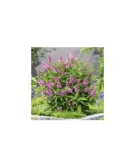 Arbre aux papillons Little Pink (Buddleja davidii) (Globe Planter)