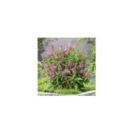 Arbre aux papillons Little Pink (Buddleja davidii) (Globe Planter)