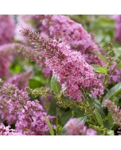 Arbre aux papillons Little Pink (Buddleja davidii) (Globe Planter)