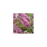 Arbre aux papillons Little Pink (Buddleja davidii) (Globe Planter)