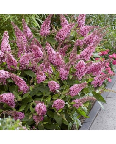 Arbre aux papillons Little Pink (Buddleja davidii) (Globe Planter)