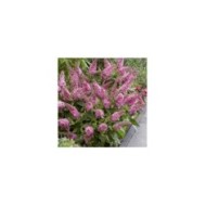 Arbre aux papillons Little Pink (Buddleja davidii) (Globe Planter)