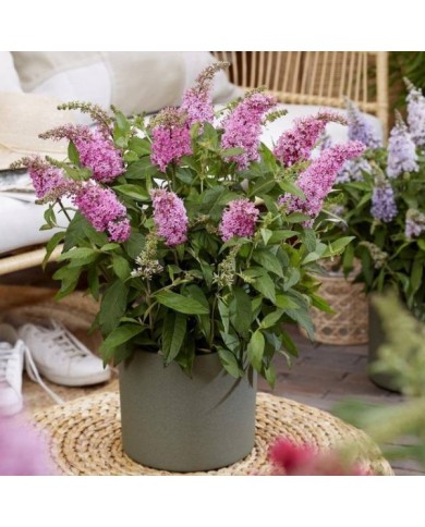 Arbre aux papillons Little Pink (Buddleja davidii) (Globe Planter)