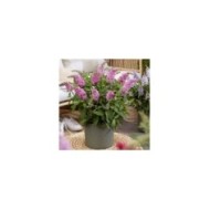 Arbre aux papillons Little Pink (Buddleja davidii) (Globe Planter)