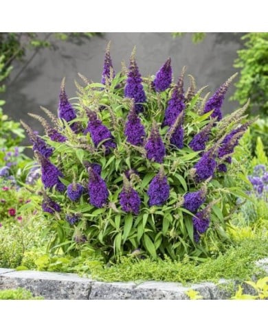 Arbre aux papillons Little Purple (Buddleja davidii) (Globe Planter)
