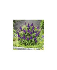 Arbre aux papillons Little Purple (Buddleja davidii) (Globe Planter)