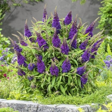 Arbre aux papillons Little Purple (Buddleja davidii) (Globe Planter)