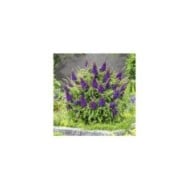 Arbre aux papillons Little Purple (Buddleja davidii) (Globe Planter)