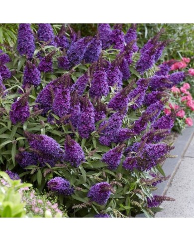 Arbre aux papillons Little Purple (Buddleja davidii) (Globe Planter)