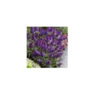 Arbre aux papillons Little Purple (Buddleja davidii) (Globe Planter)