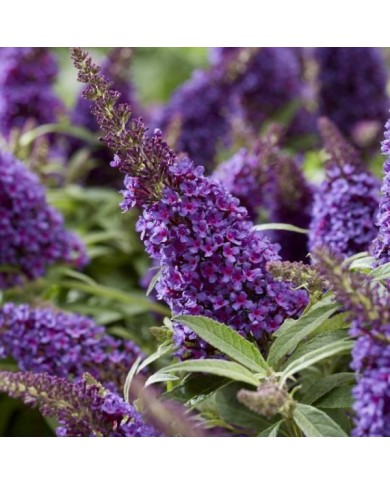 Arbre aux papillons Little Purple (Buddleja davidii) (Globe Planter)