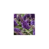 Arbre aux papillons Little Purple (Buddleja davidii) (Globe Planter)