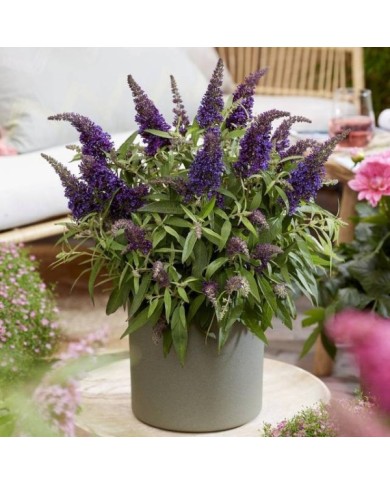 Arbre aux papillons Little Purple (Buddleja davidii) (Globe Planter)