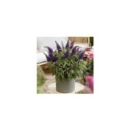Arbre aux papillons Little Purple (Buddleja davidii) (Globe Planter)