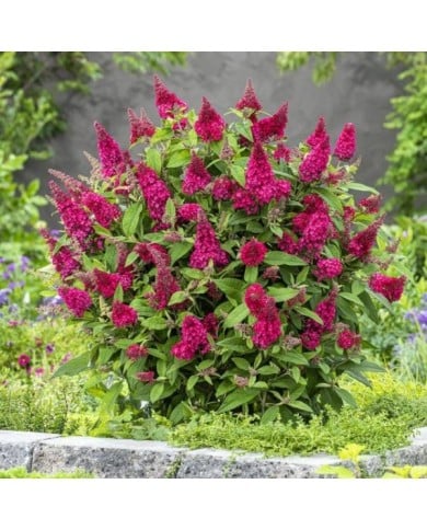 Arbre aux papillons Little Ruby 'BotEx006' - Buddleja davidii (Globe Planter)