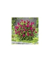 Arbre aux papillons Little Ruby 'BotEx006' - Buddleja davidii (Globe Planter)