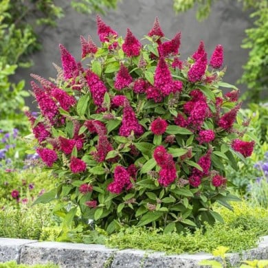 Arbre aux papillons Little Ruby 'BotEx006' - Buddleja davidii (Globe Planter)