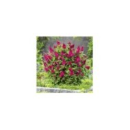 Arbre aux papillons Little Ruby 'BotEx006' - Buddleja davidii (Globe Planter)