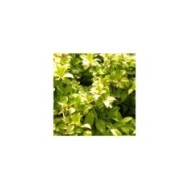 Jasmin étoilé Golden Memories®