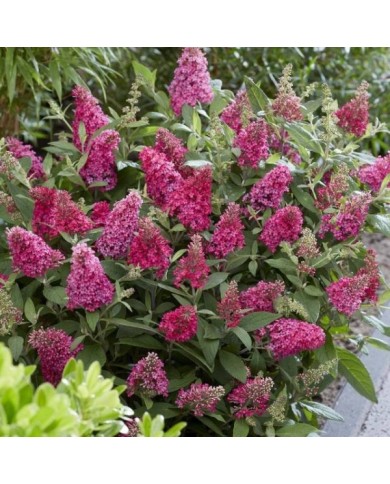 Arbre aux papillons Little Ruby 'BotEx006' - Buddleja davidii (Globe Planter)