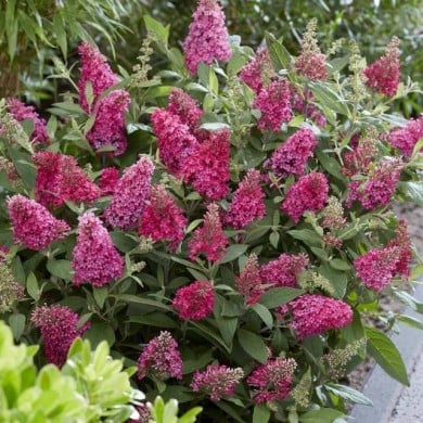 Arbre aux papillons Little Ruby 'BotEx006' - Buddleja davidii (Globe Planter)