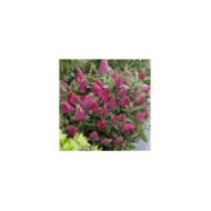 Arbre aux papillons Little Ruby 'BotEx006' - Buddleja davidii (Globe Planter)