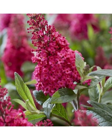 Arbre aux papillons Little Ruby 'BotEx006' - Buddleja davidii (Globe Planter)