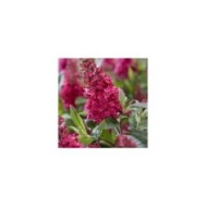 Arbre aux papillons Little Ruby 'BotEx006' - Buddleja davidii (Globe Planter)