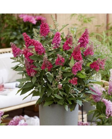 Arbre aux papillons Little Ruby 'BotEx006' - Buddleja davidii (Globe Planter)