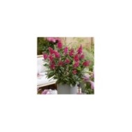 Arbre aux papillons Little Ruby 'BotEx006' - Buddleja davidii (Globe Planter)