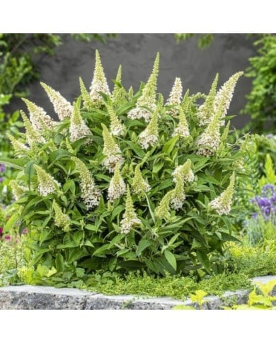 Arbre aux papillons Little White (Buddleja davidii) (Globe Planter)