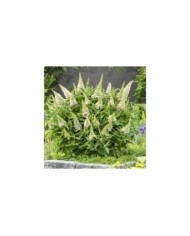 Arbre aux papillons Little White (Buddleja davidii) (Globe Planter)