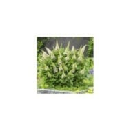 Arbre aux papillons Little White (Buddleja davidii) (Globe Planter)