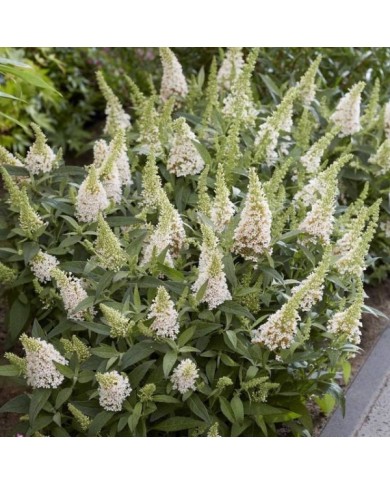 Arbre aux papillons Little White (Buddleja davidii) (Globe Planter)