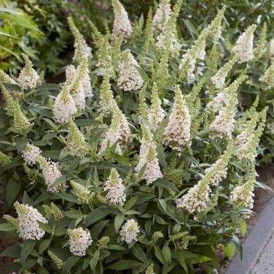 Arbre aux papillons Little White (Buddleja davidii) (Globe Planter)