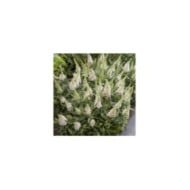 Arbre aux papillons Little White (Buddleja davidii) (Globe Planter)